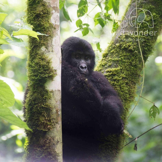 A young gorilla is perched on a moss-covered tree trunk in a lush, green forest environment.