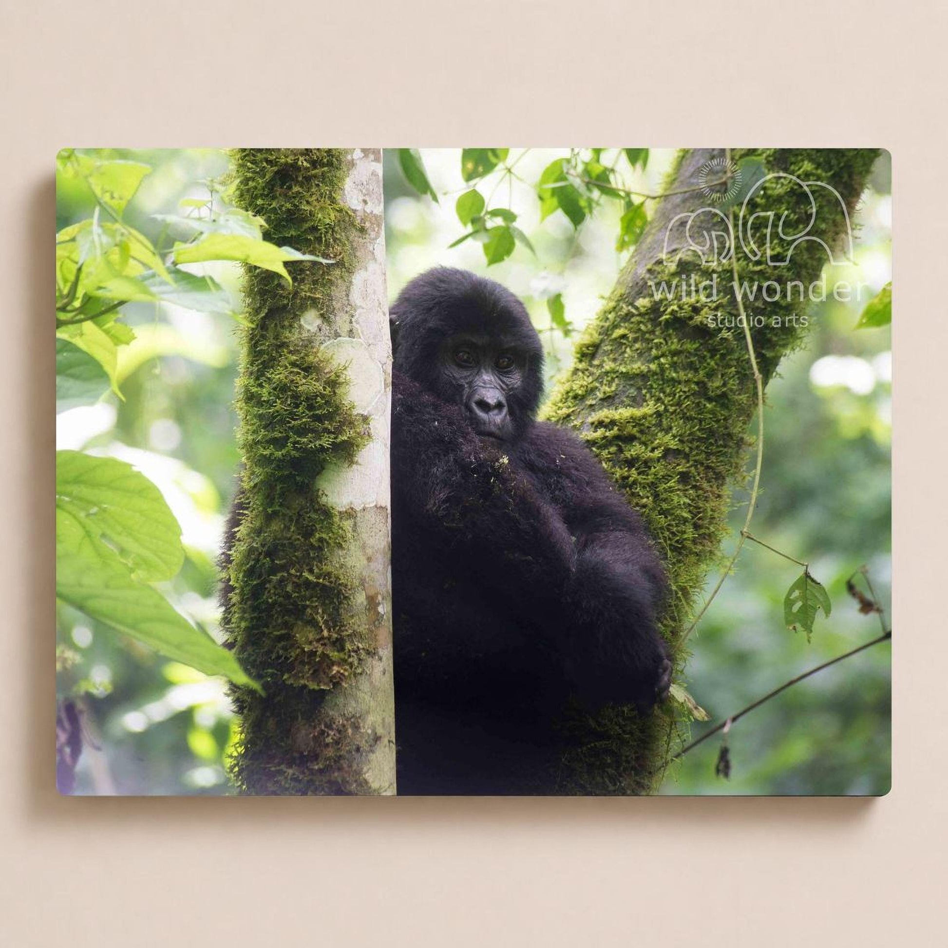 A black gorilla is perched on a mossy tree branch, surrounded by lush green foliage.
