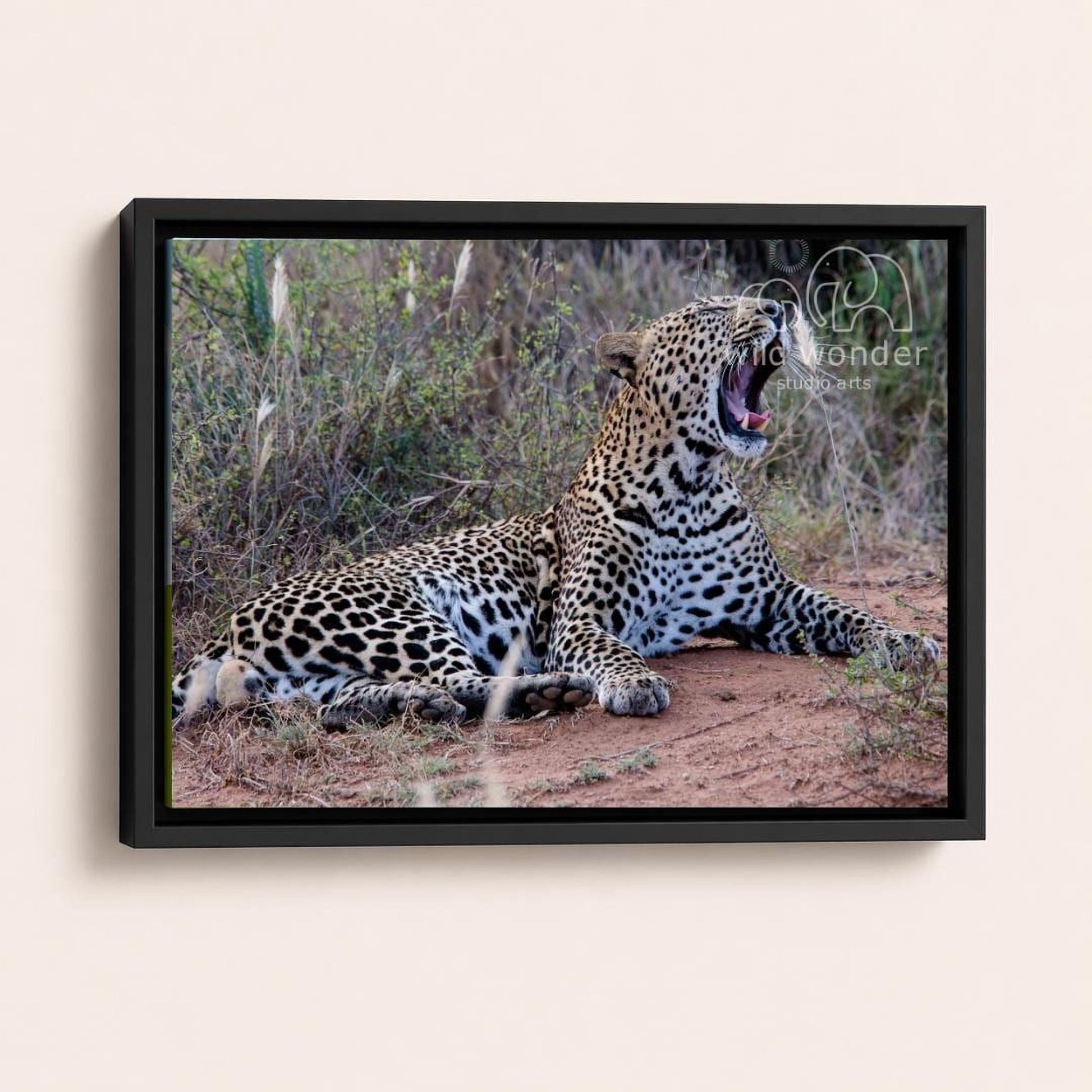 A leopard is lying on the ground, stretching its neck and yawning, in a natural setting with tall grass and vegetation.