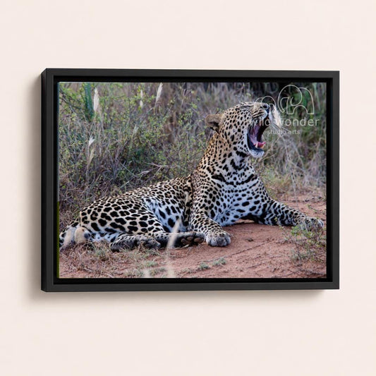 A leopard is lying on the ground, stretching its neck and yawning, in a natural setting with tall grass and vegetation.