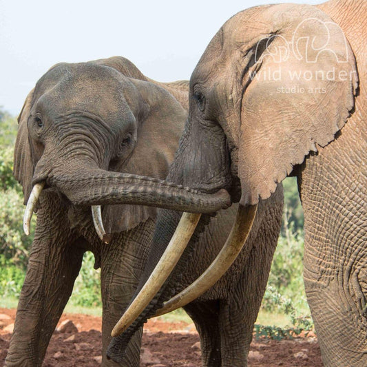 Two elephants standing in a field, with one elephant having large tusks and the other having smaller tusks.