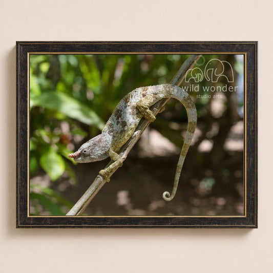 A chameleon is perched on a branch, its body blending with the natural surroundings.