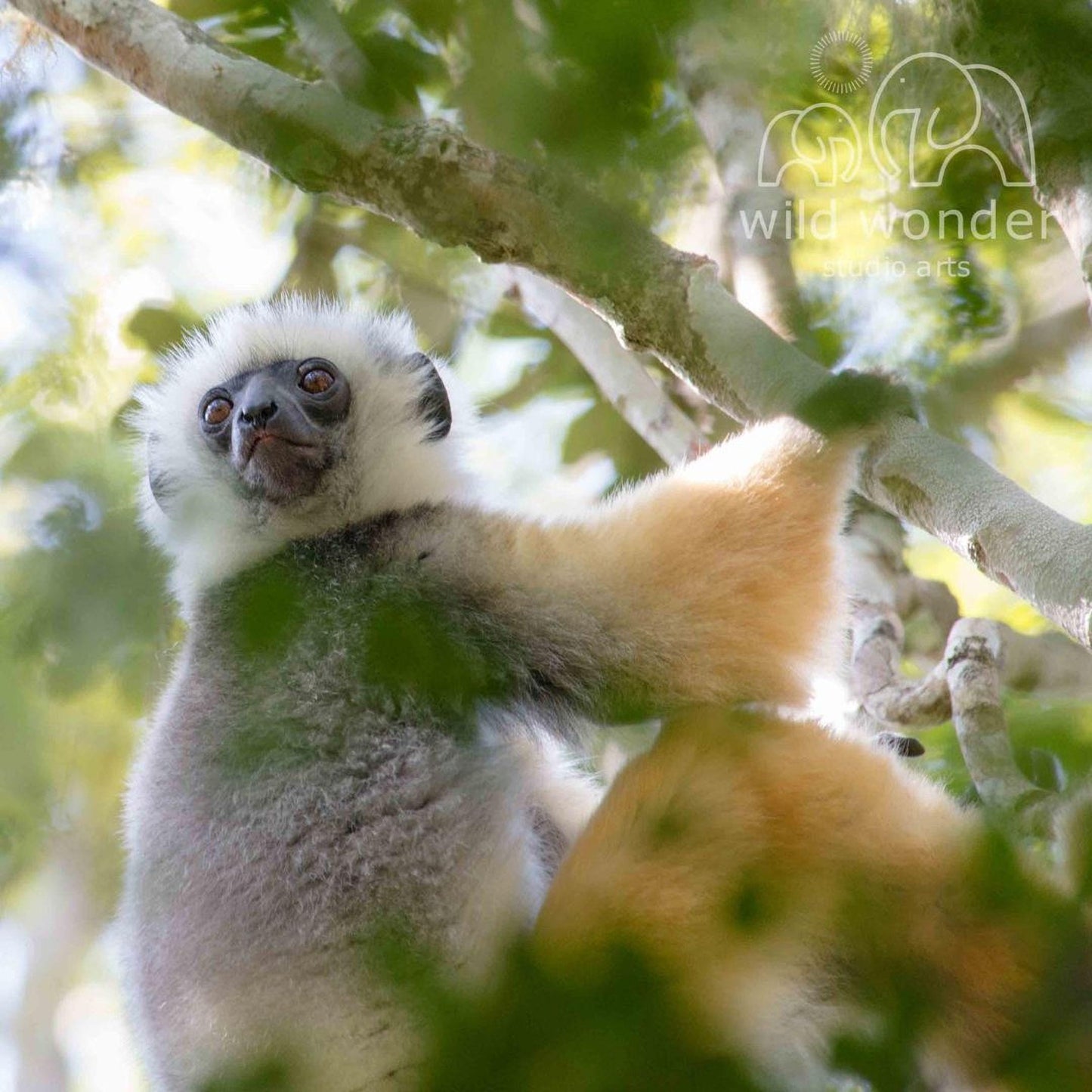 A close-up image of a lemur, a type of primate, perched on a tree branch with its distinctive white fur and black face.