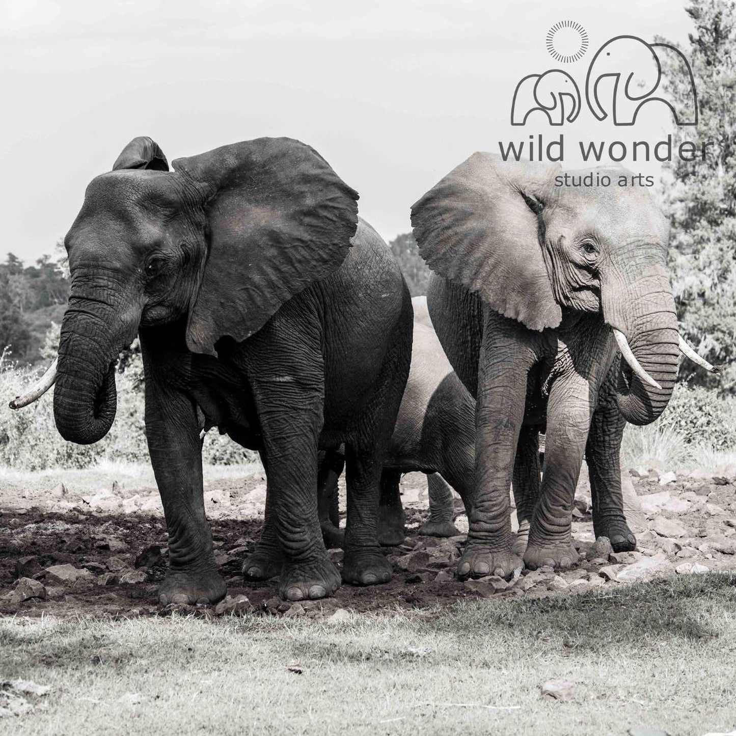 A black and white photograph of two elephants standing next to each other in a natural setting.