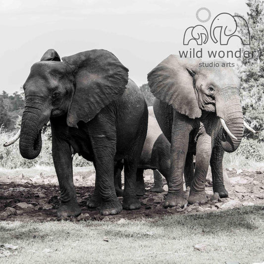 A black and white photograph of two elephants standing next to each other in a natural setting.