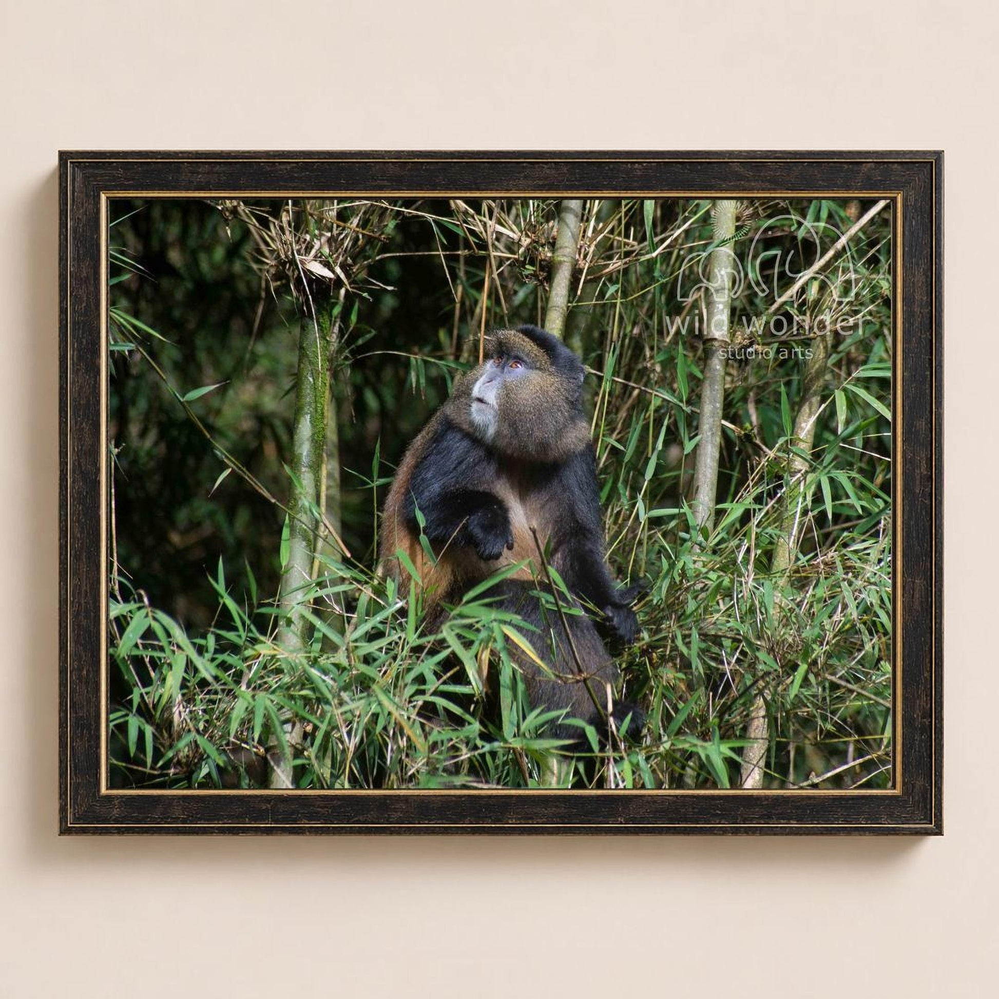 A brown and black monkey is sitting in the lush green foliage of a forest.