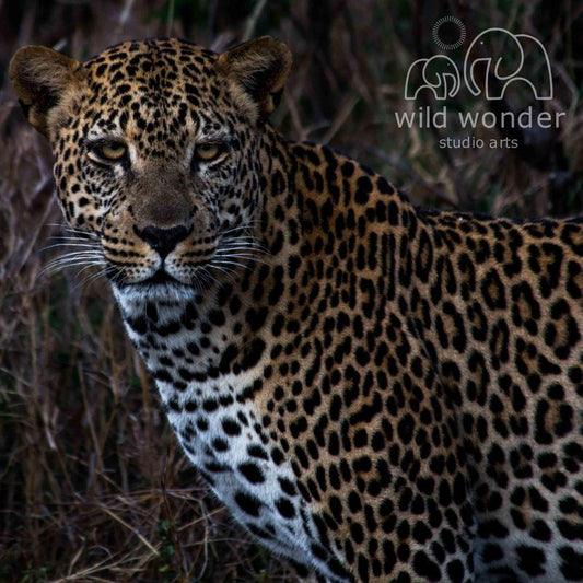 A close-up portrait of a leopard, its distinctive spotted coat and alert expression clearly visible.