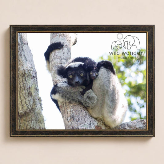 A black and white lemur is perched on a tree branch, with another lemur nestled on its back. The image is framed and appears to be a photograph of the two lemurs.