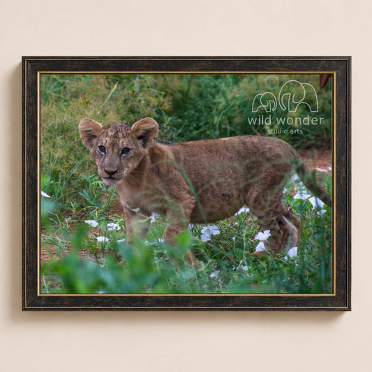 A young lion cub standing in a grassy field with flowers, surrounded by greenery.