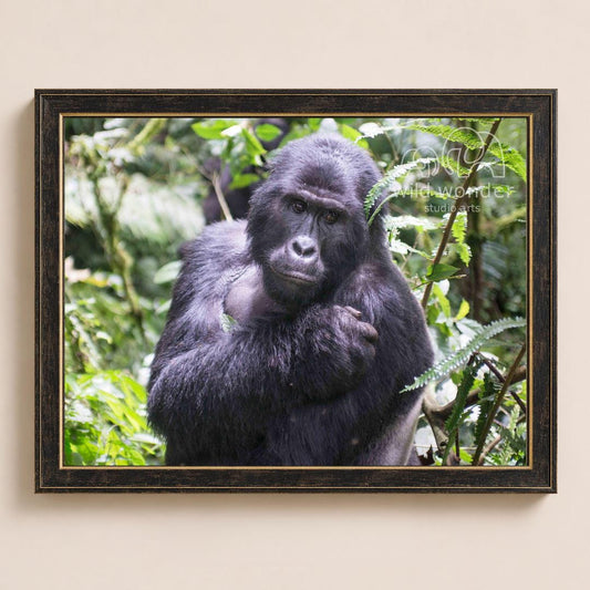 A close-up portrait of a gorilla in a lush, green forest environment.