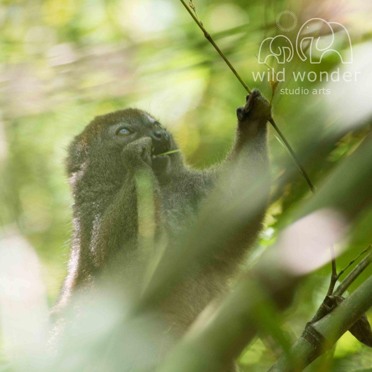 A close-up view of a dark-colored primate, possibly a monkey or a lemur, in a lush, green forest environment.