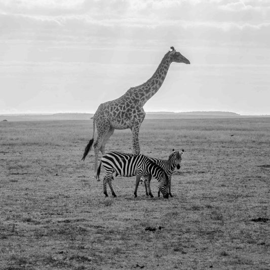 A giraffe and two zebras stand together in a grassy field, with the giraffe towering over the zebras.