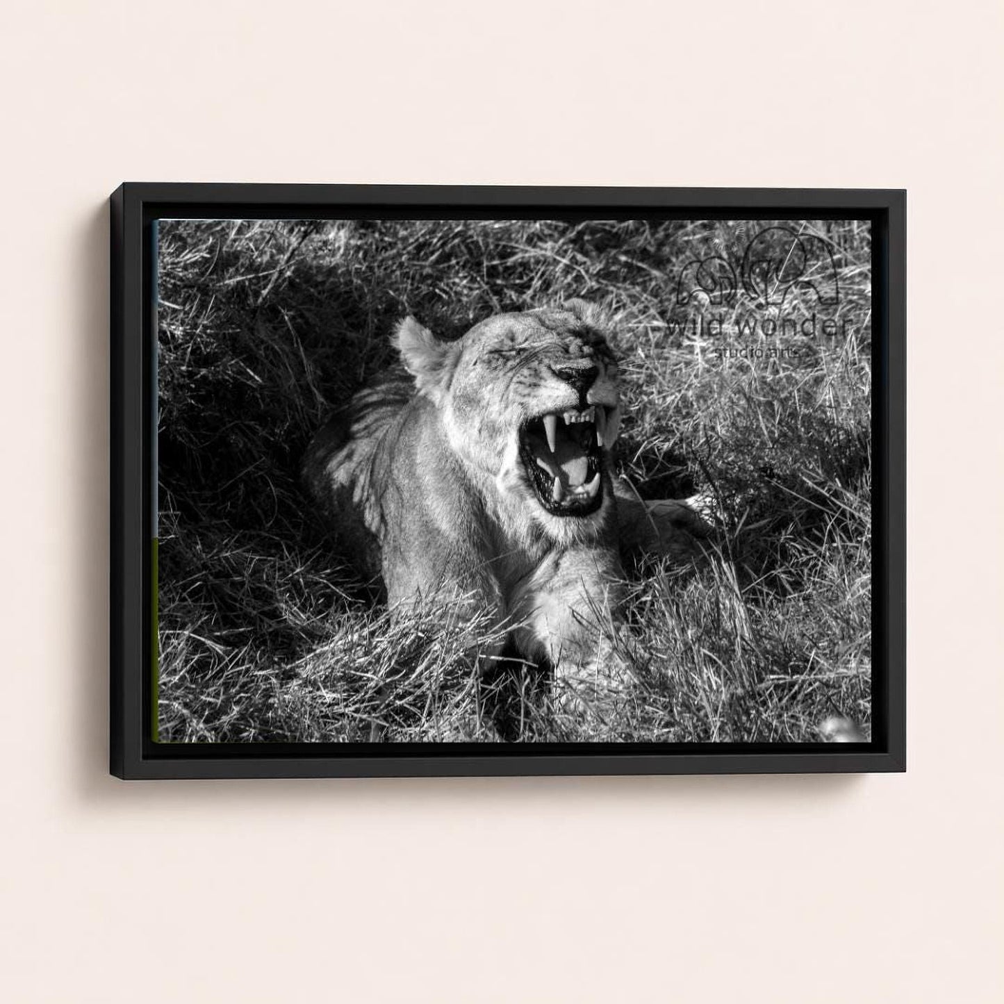 A black and white photograph of a lioness sitting in tall grass, with her mouth open and teeth bared, appearing to be roaring.
