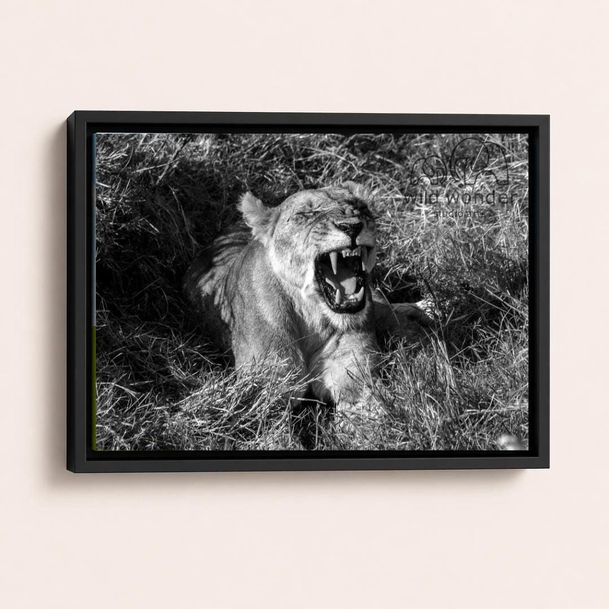 A black and white photograph of a lioness sitting in tall grass, with her mouth open and teeth bared, appearing to be roaring.