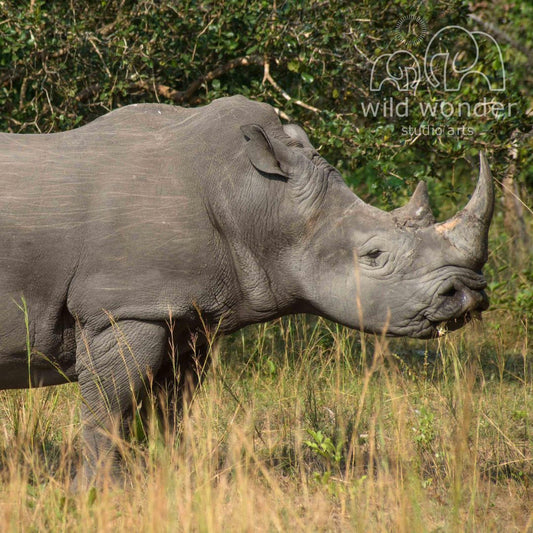A rhinoceros standing in a grassy field with trees in the background.