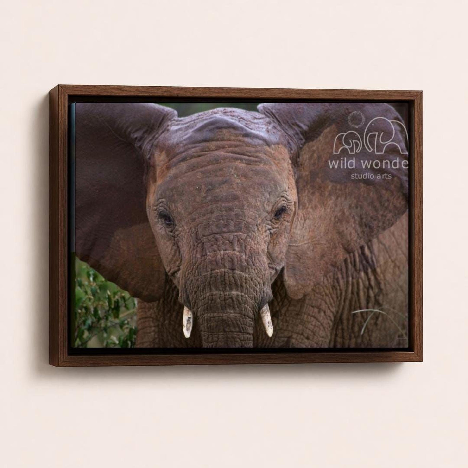 A close-up photograph of an elephant's face, with its large ears and tusks prominently featured.