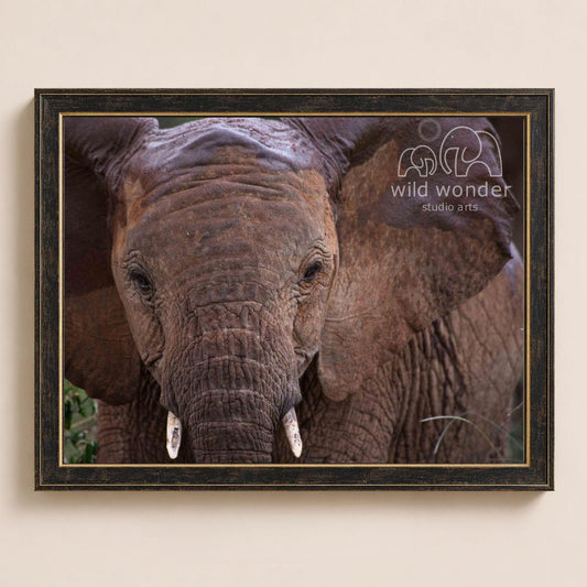 A close-up photograph of an elephant's face, with its large ears and wrinkled skin visible.