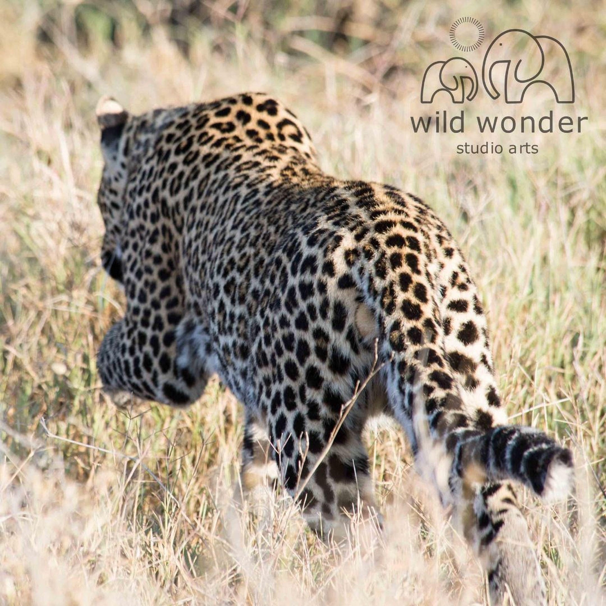 A leopard walking through tall grass in a natural setting.