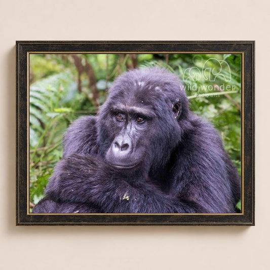 A close-up portrait of a gorilla in a lush, green forest environment.