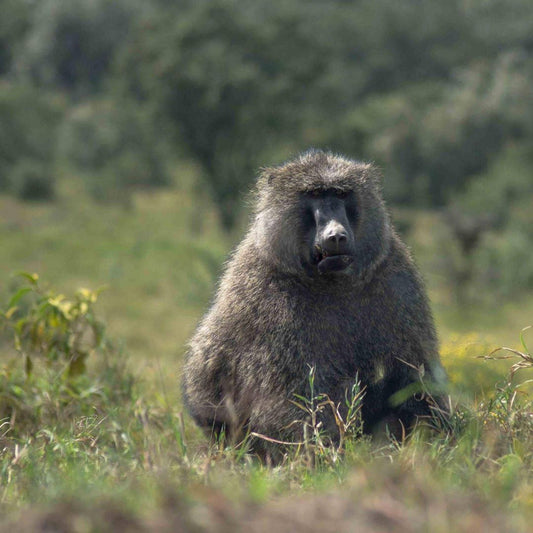 A large, furry monkey sits in a grassy field, surrounded by trees and vegetation.