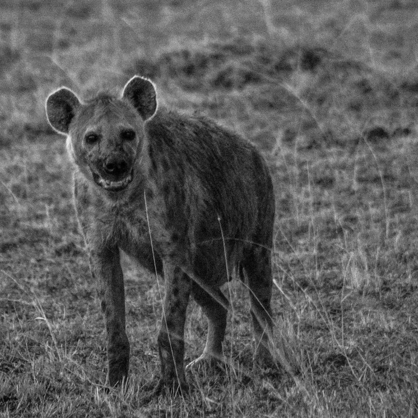 A spotted hyena standing in a grassy field, facing the camera with a focused expression.
