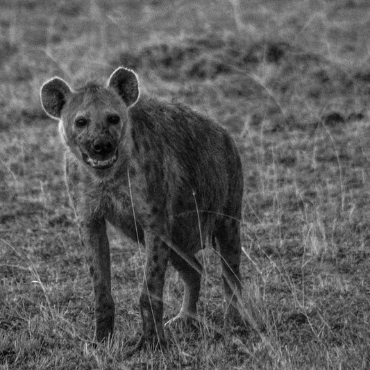 A spotted hyena standing in a grassy field, facing the camera with a focused expression.