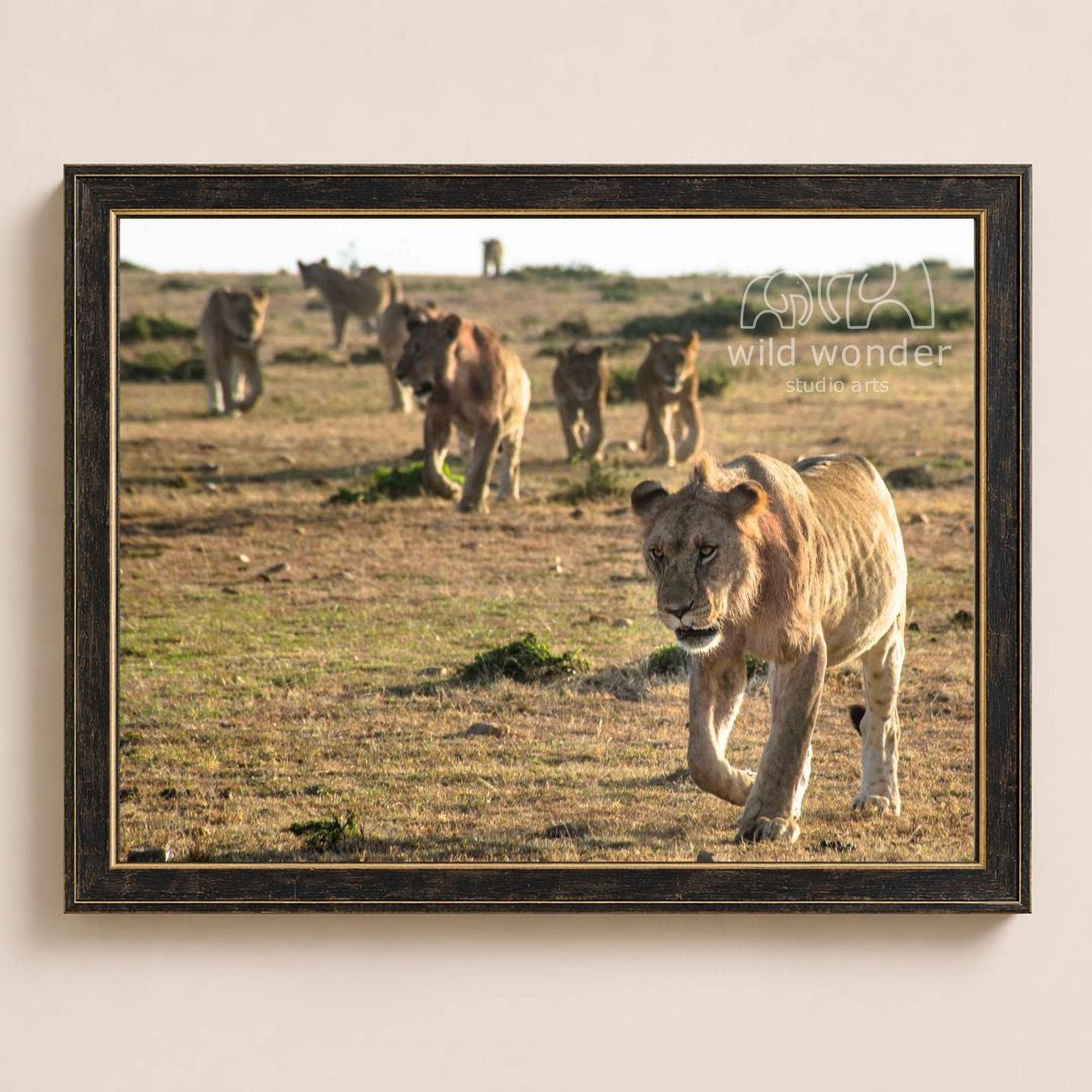 A group of lions walking across a grassy plain, with one lion in the foreground looking directly at the camera.