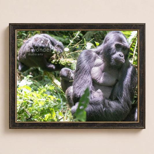 A framed photograph of two gorillas in a lush, green forest environment.