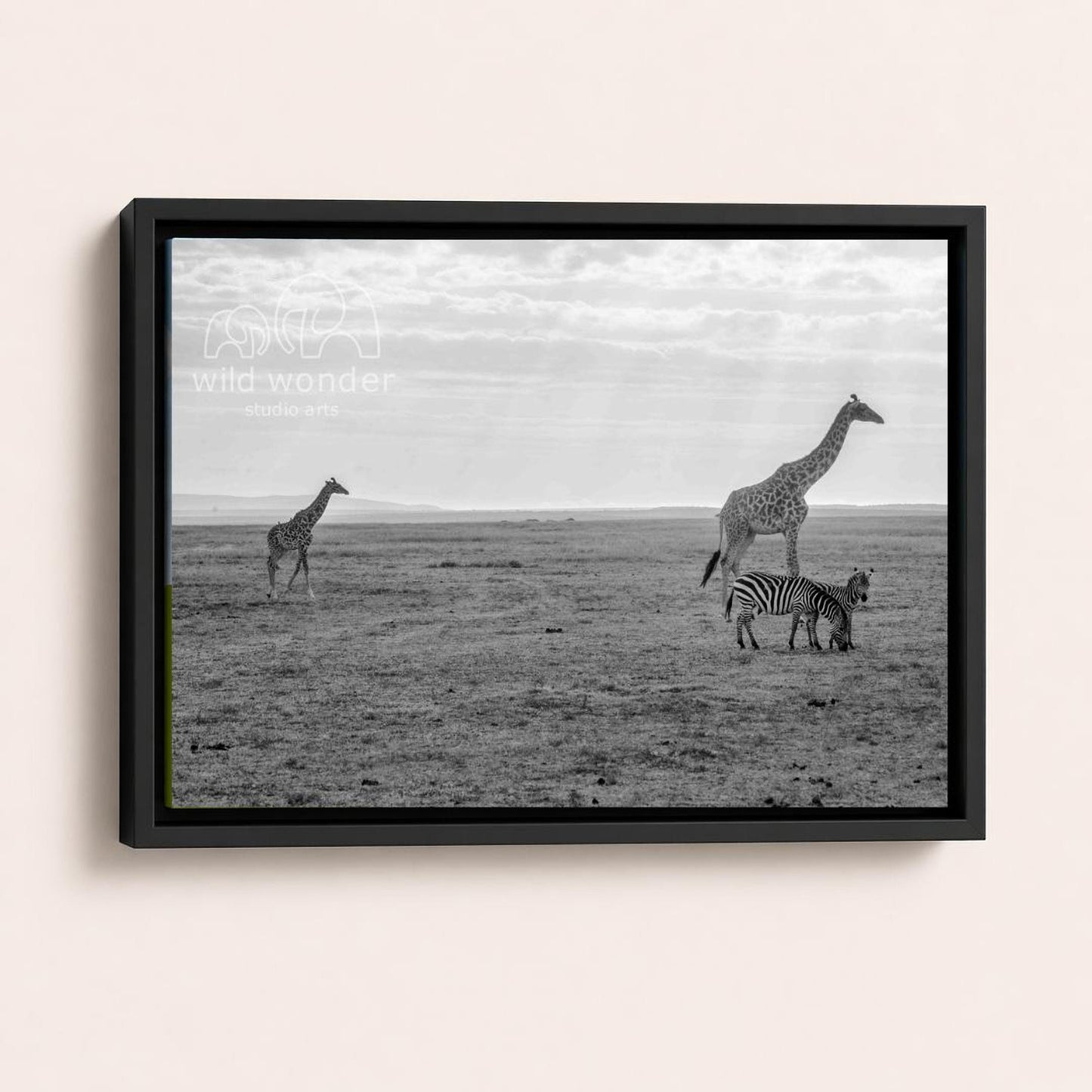 A black and white photograph of two giraffes and a zebra standing in a grassy field.