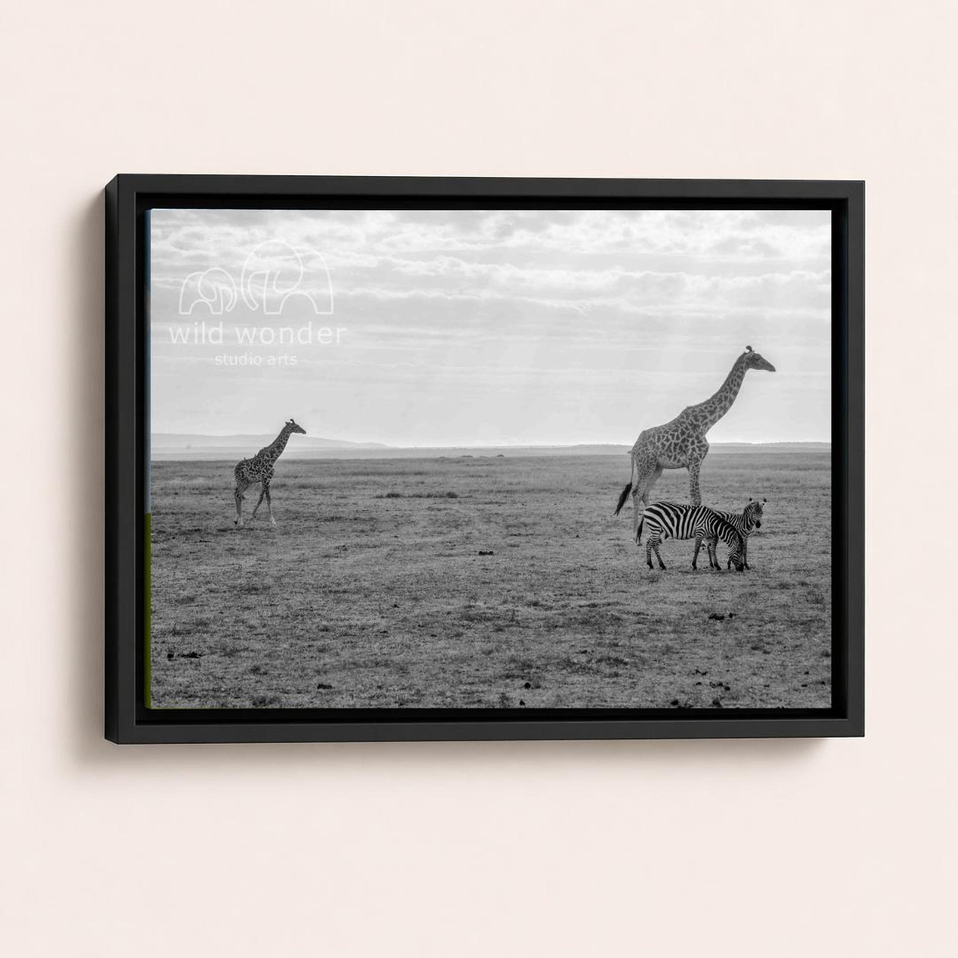 A black and white photograph of two giraffes and a zebra standing in a grassy field.