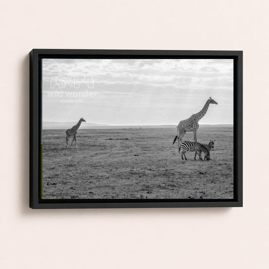 A black and white photograph of two giraffes and a zebra standing in a grassy field.