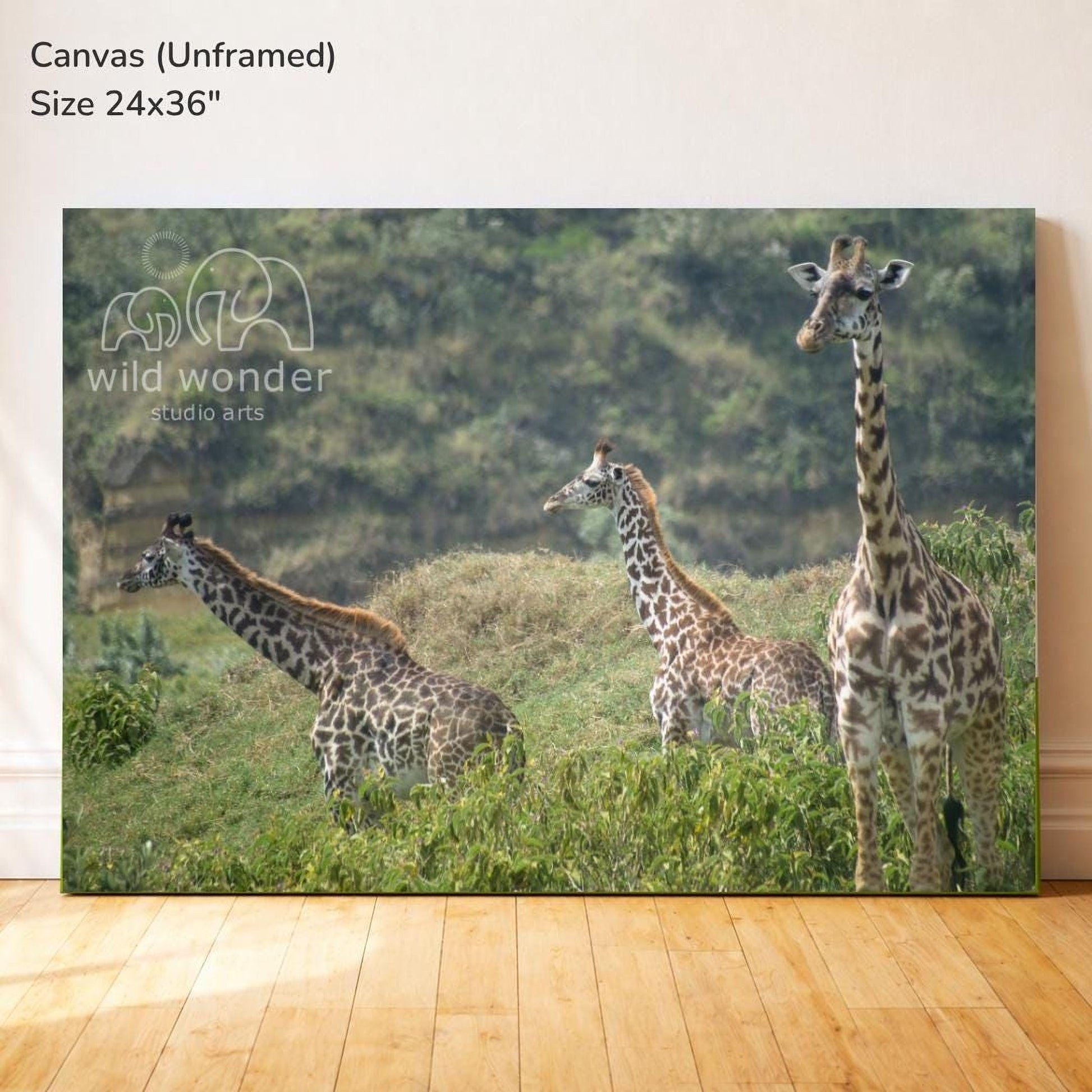 three giraffes standing in a grassy field, with one giraffe facing the camera and the other two facing away.