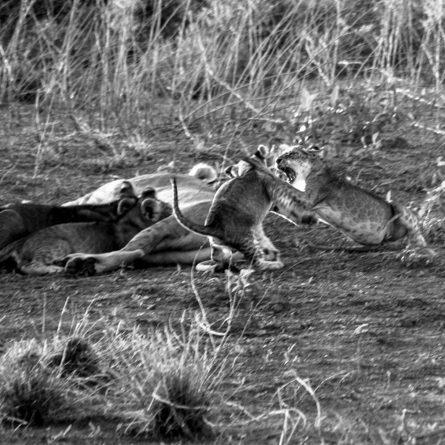 A black and white image showing two lions playing in a field with tall grass.