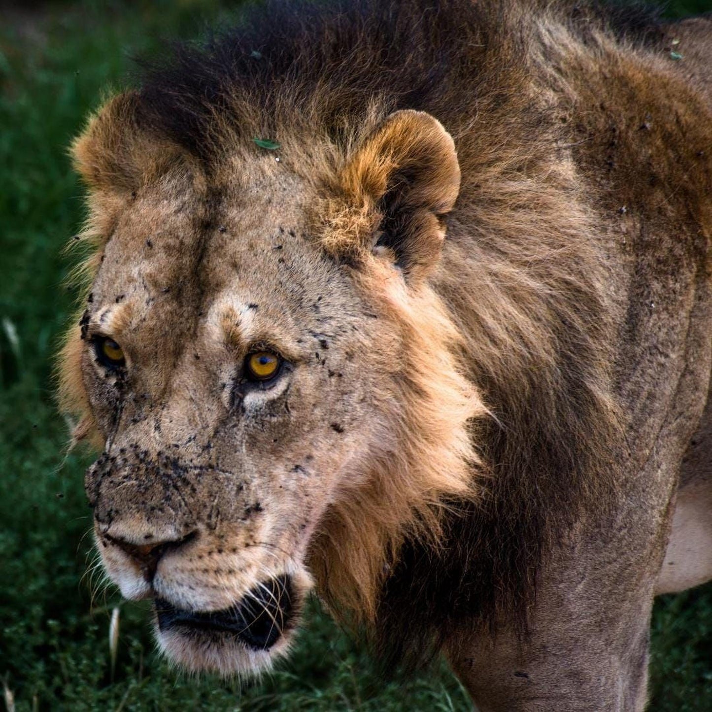 A close-up image of a lion with a focused expression, standing in a grassy area.