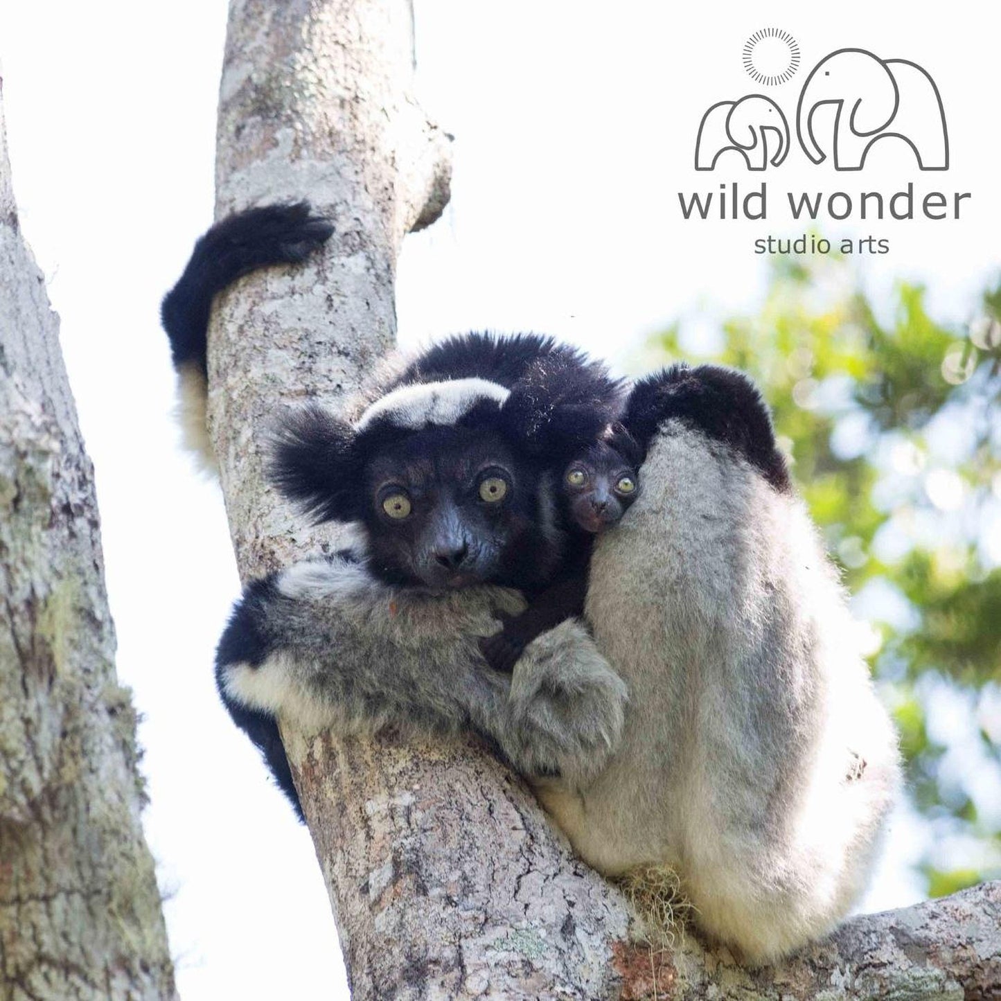 A black and white lemur is perched on a tree branch, with another lemur nestled close by. The background is blurred, drawing focus to the animals.