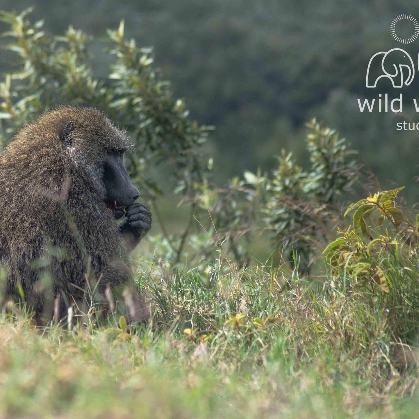 A baboon sits in a grassy field, surrounded by lush greenery.