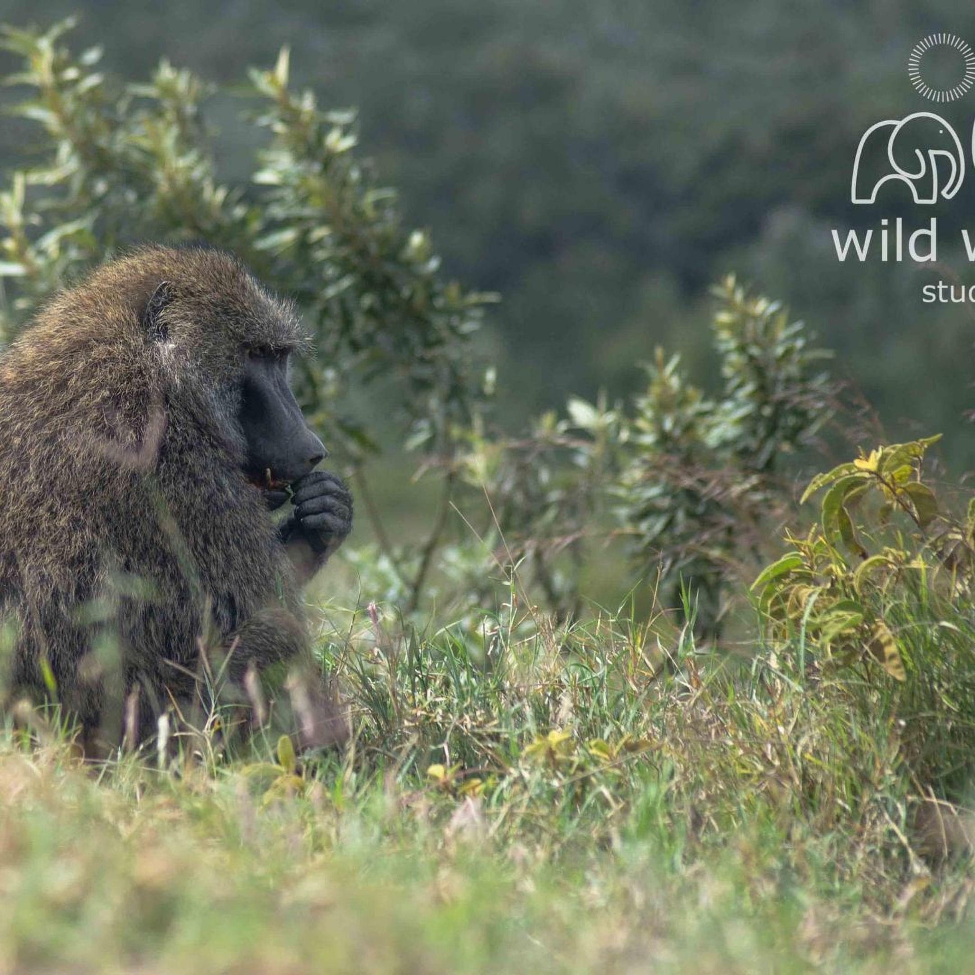 A baboon sits in a grassy field, surrounded by lush greenery.
