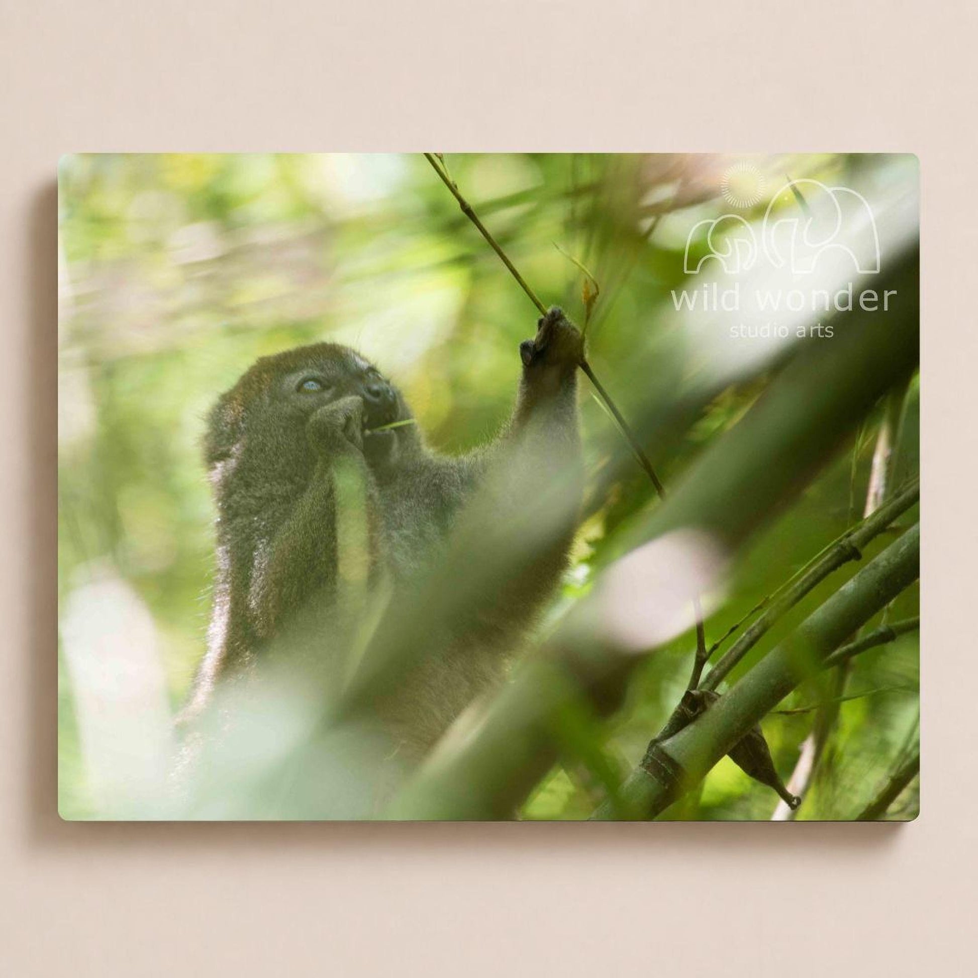 A close-up of a monkey eating leaves from a tree branch in a lush, green forest environment.