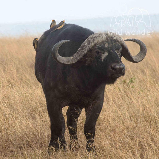 A large black buffalo with curved horns stands in a field of tall grass, with three small birds perched on its back.