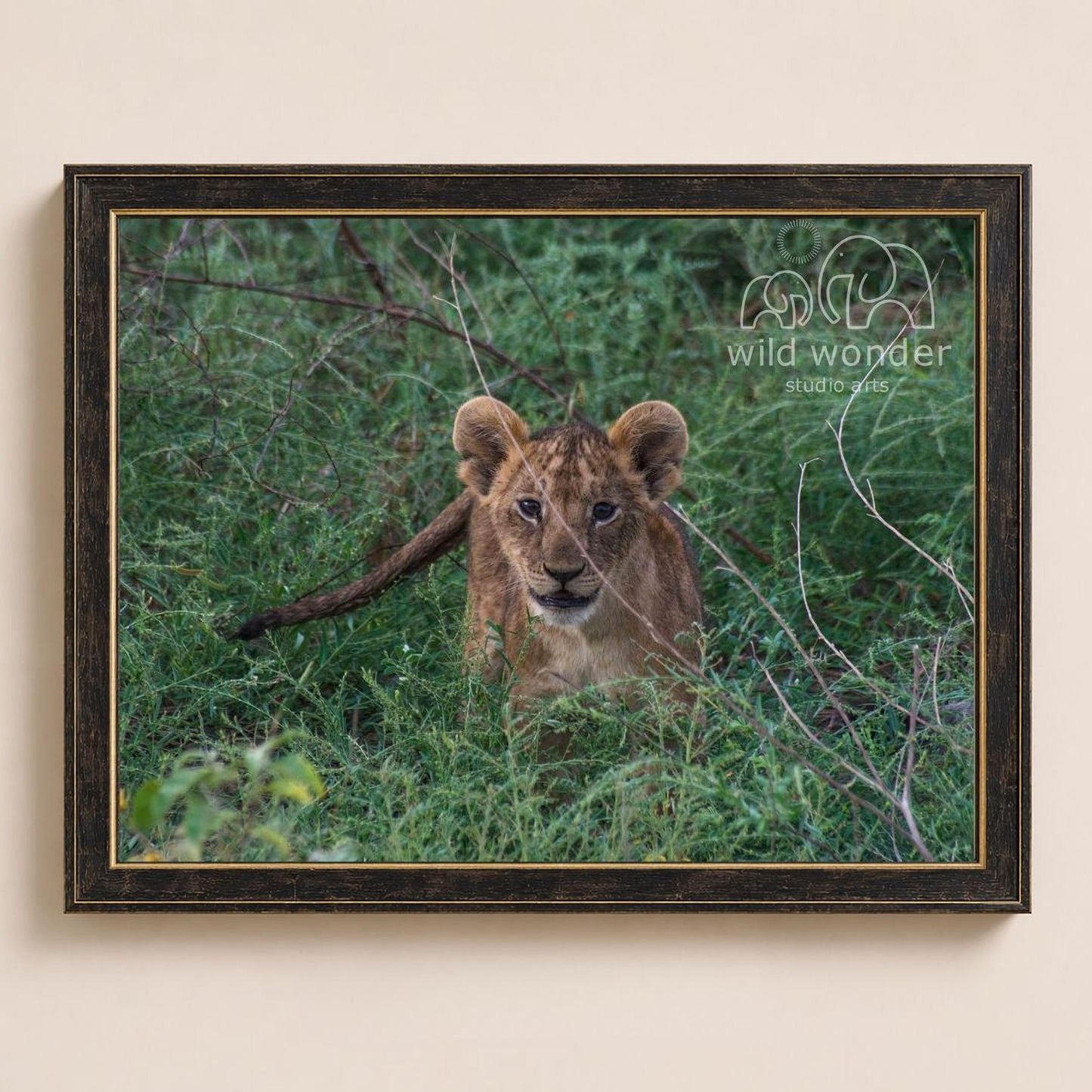 A young lion cub peeking out from the tall grass in a natural setting.