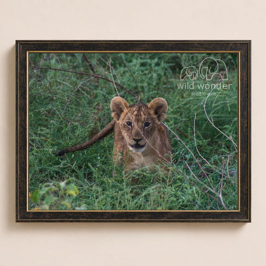 A young lion cub peeking out from the tall grass in a natural setting.