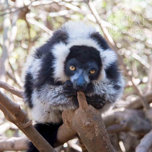 A lemur is perched on a tree branch, with its head resting on its paws and looking directly at the camera.