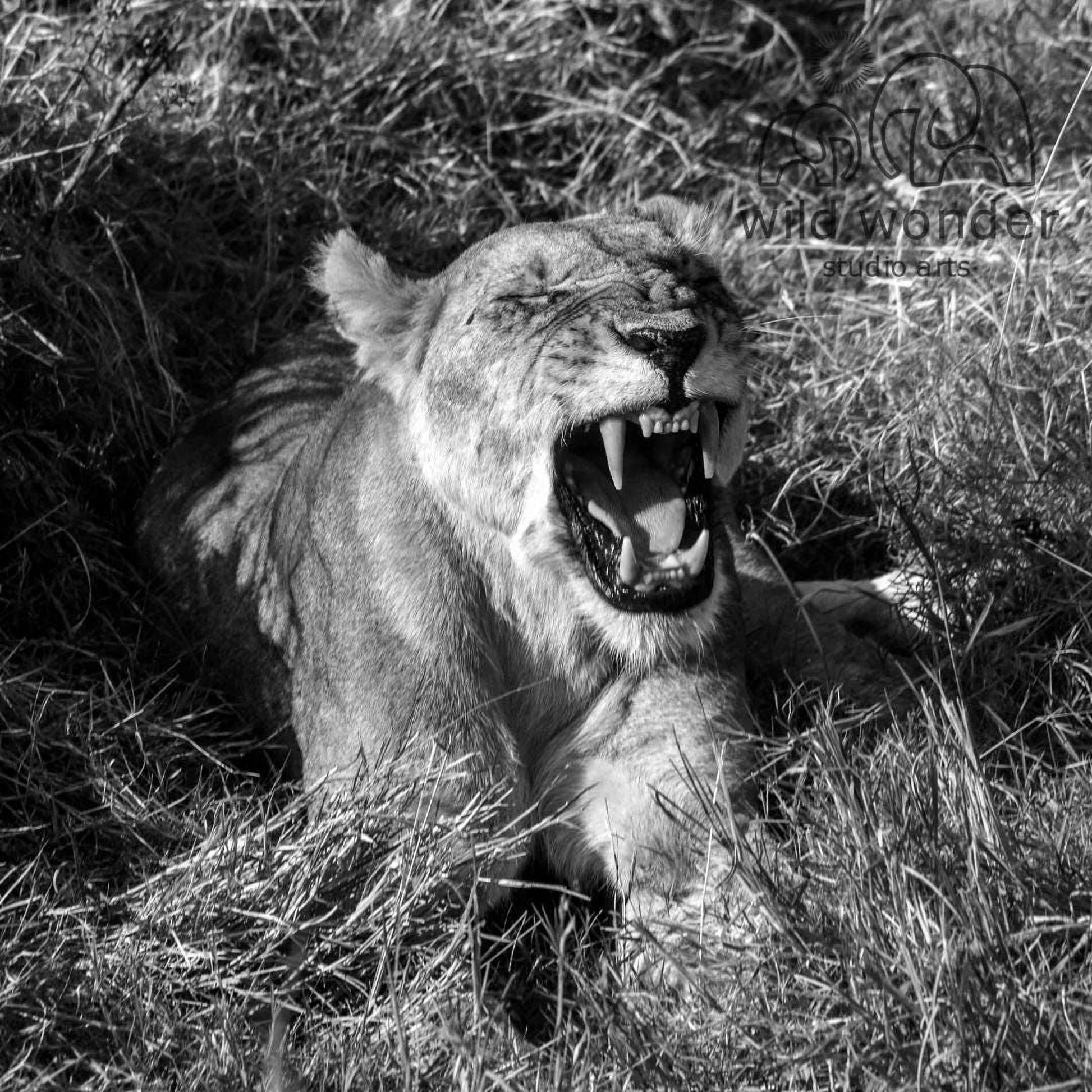 A lioness lies in the grass, her mouth open and teeth bared, appearing to be roaring.