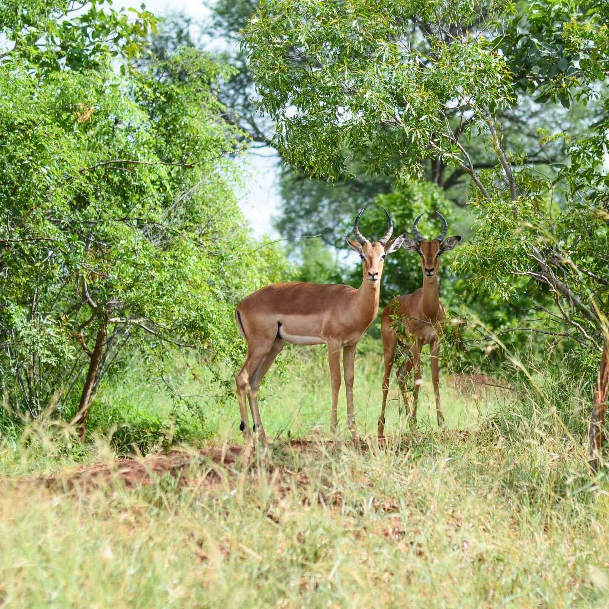 Two brown antelopes standing in a grassy field with trees in the background.