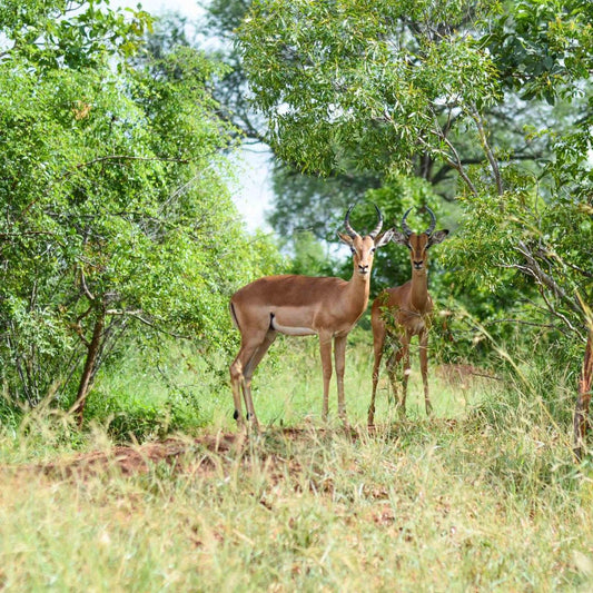 Two brown antelopes standing in a grassy field with trees in the background.