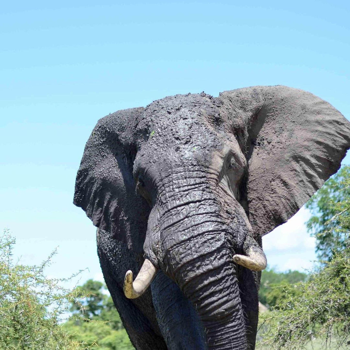 A large, gray elephant with large tusks stands in a lush, green environment, its trunk extended towards the camera.