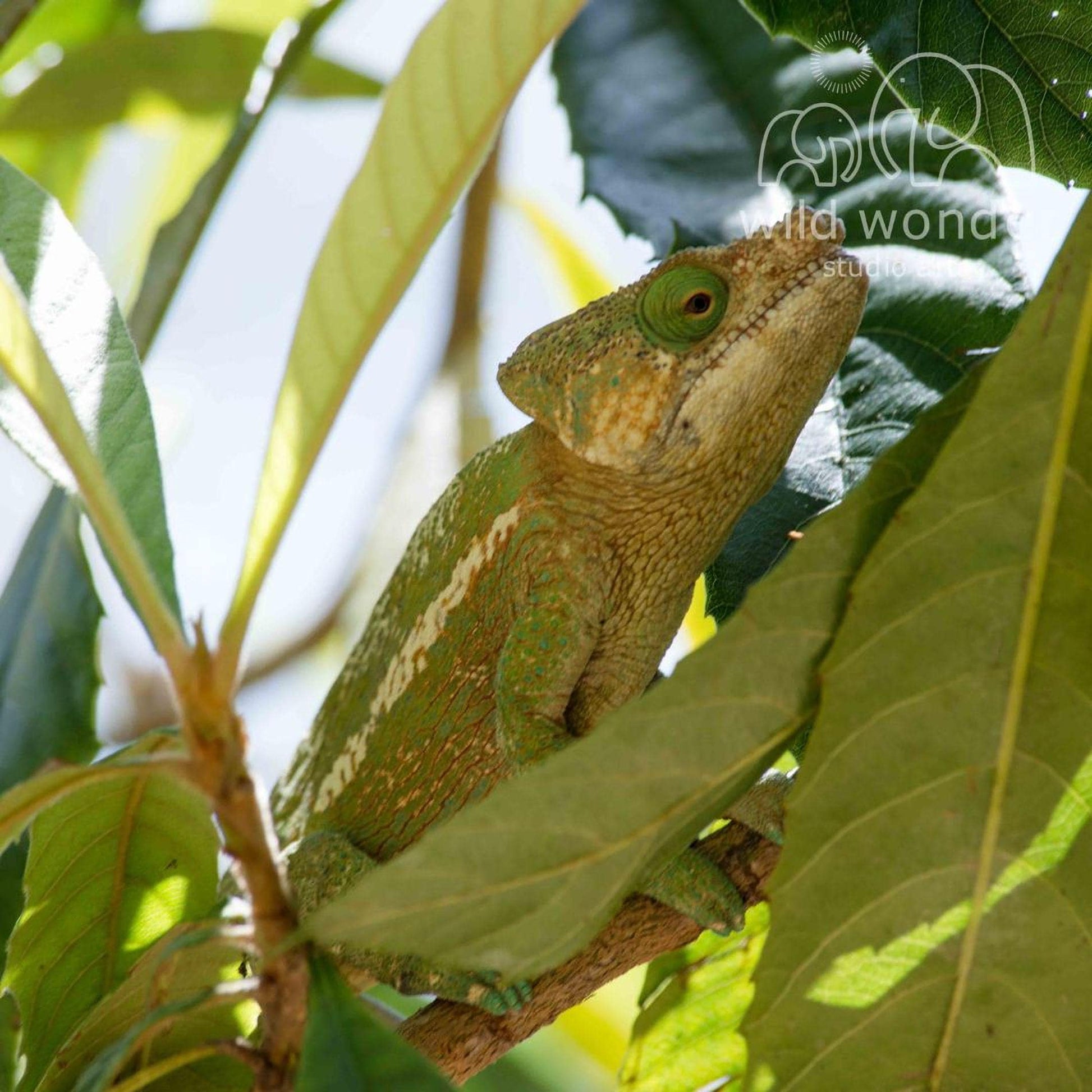 A green chameleon is perched on a branch, its body blending with the surrounding foliage.
