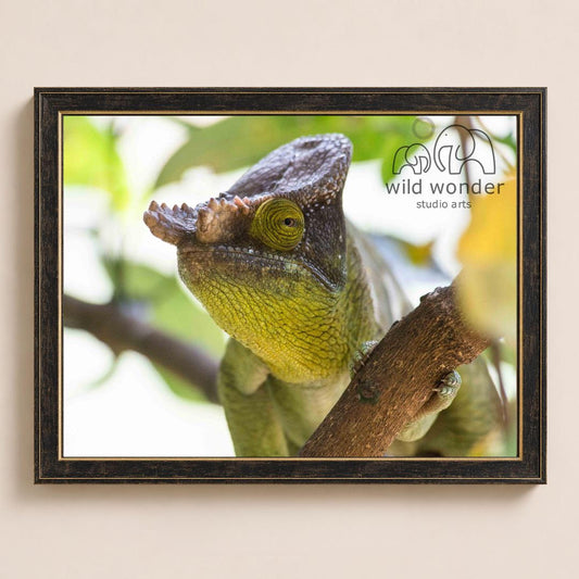 A chameleon with a vibrant green color and a brownish-yellow pattern on its body is perched on a branch, its tongue sticking out.
