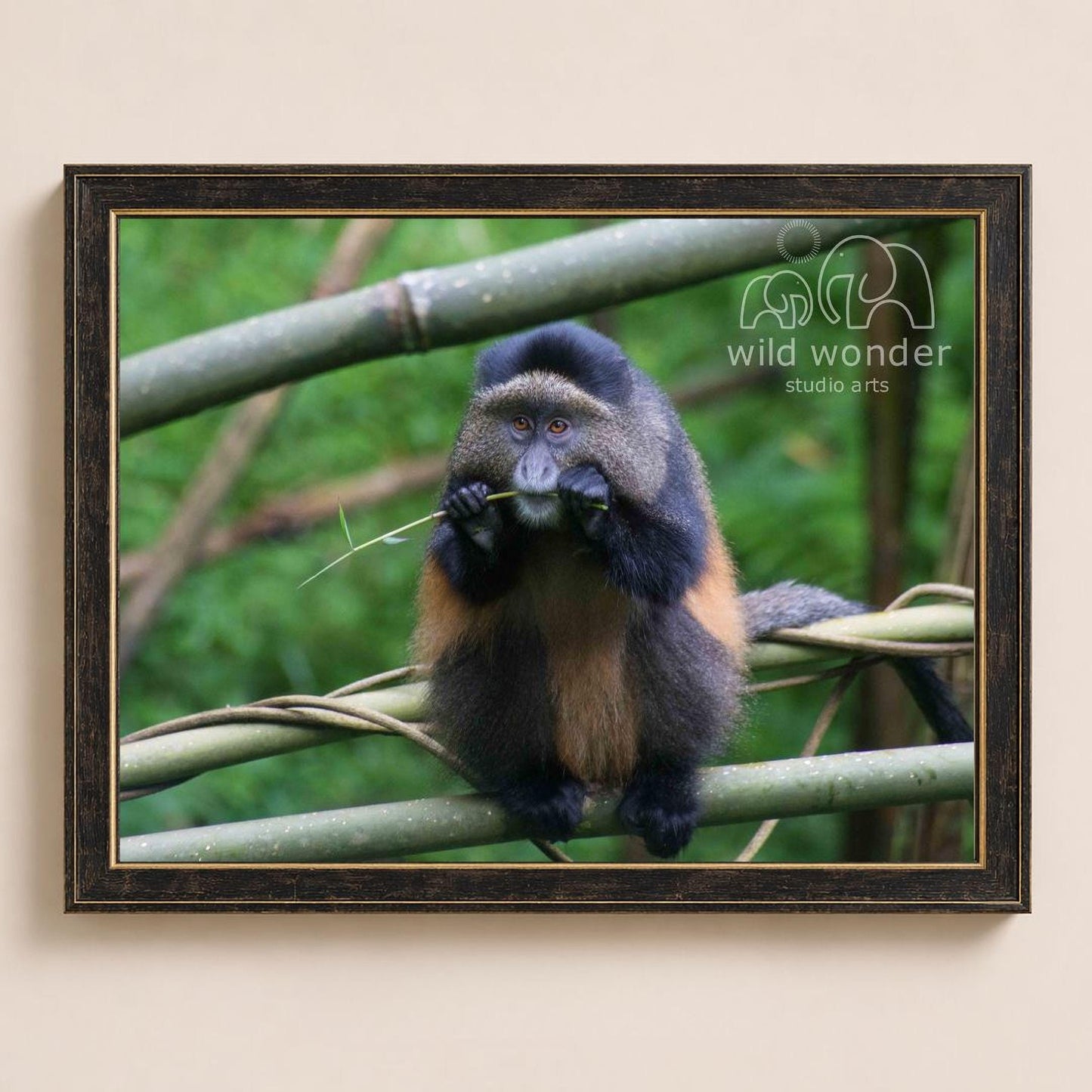 A monkey is sitting on a branch and eating leaves.