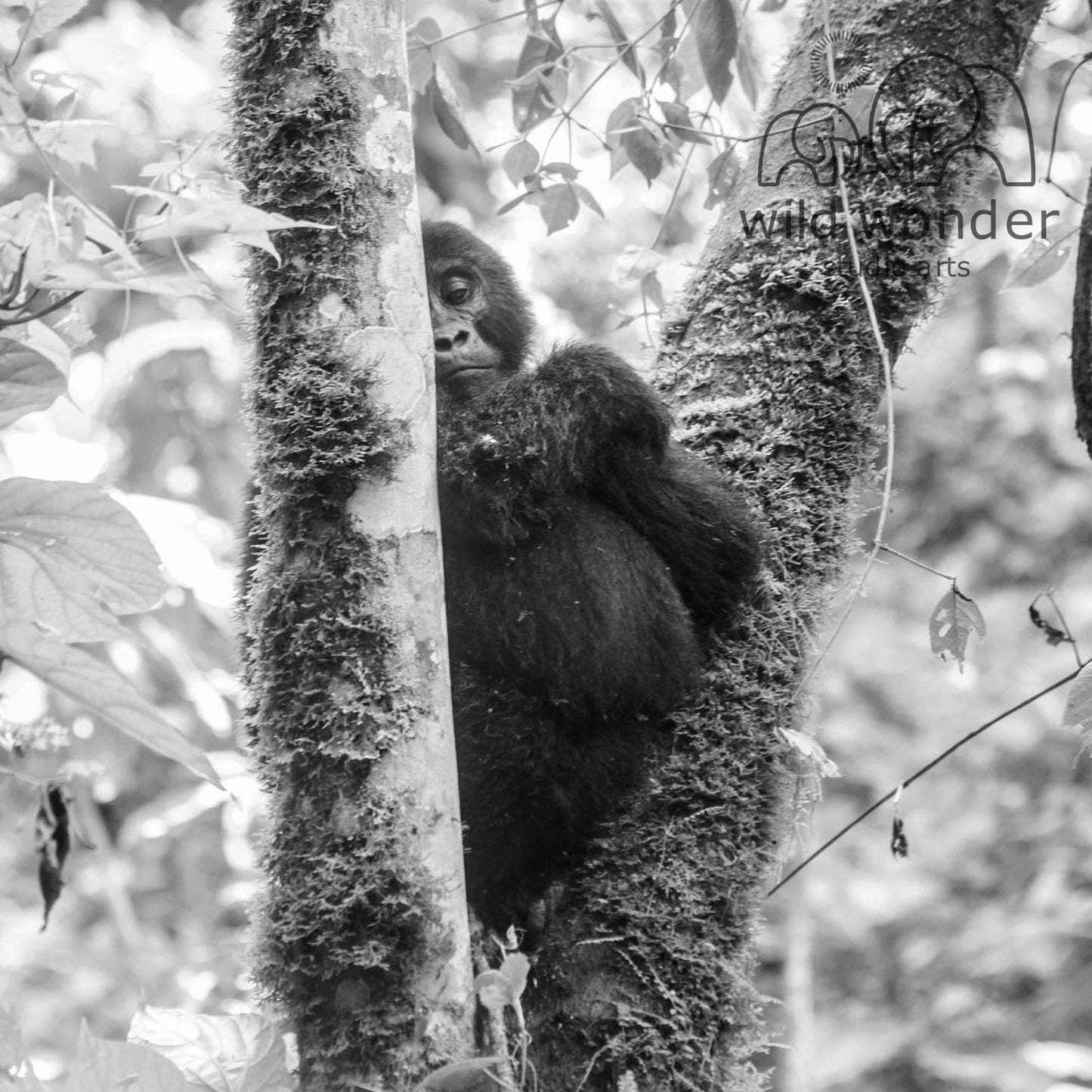 A young gorilla is sitting on a tree branch in a forest, surrounded by lush foliage.